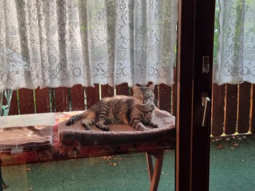 Imou Rex Dual 3K+2K - Premium Dual-Lens Baby & Hunde Kamera photo review